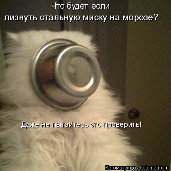Котоматрица: Что будет, если  лизнуть стальную миску на морозе? Даже не пытайтесь это проверить!
