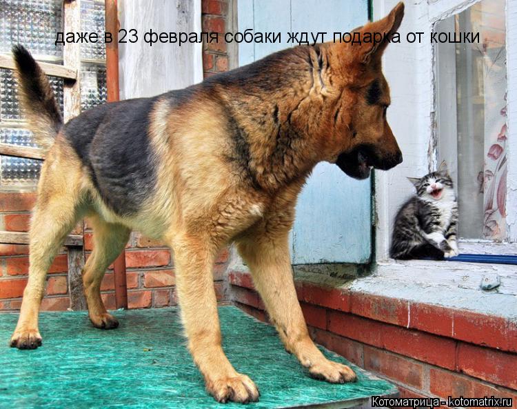 Котоматрица: даже в 23 февраля собаки ждут подарка от кошки