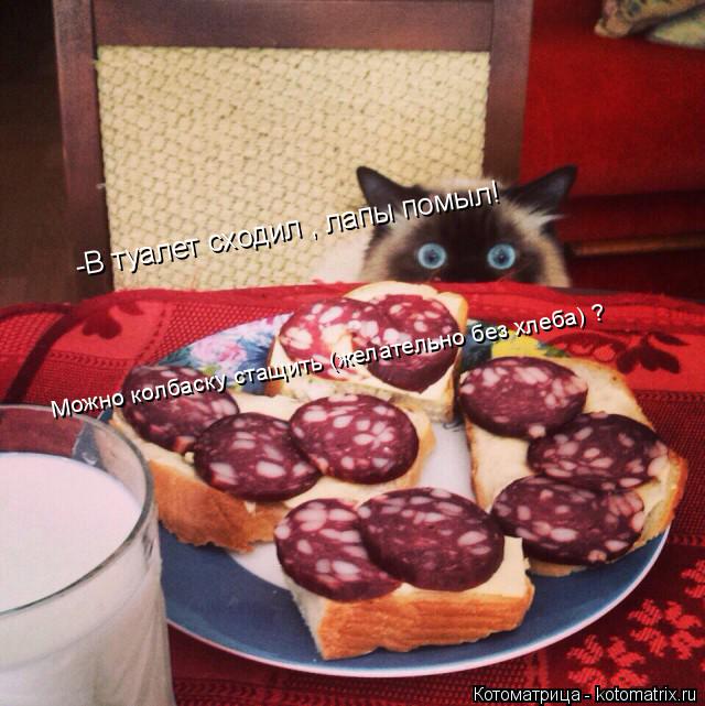 Котоматрица: -В туалет сходил , лапы помыл! Можно колбаску стащить (желательно без хлеба) ?