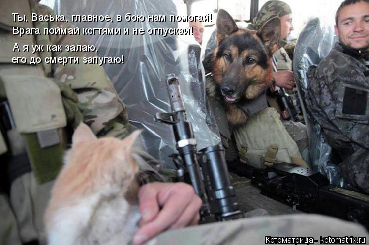 Котоматрица: Ты, Васька, главное, в бою нам помогай! Врага поймай когтями и не отпускай! А я уж как залаю,  его до смерти запугаю!