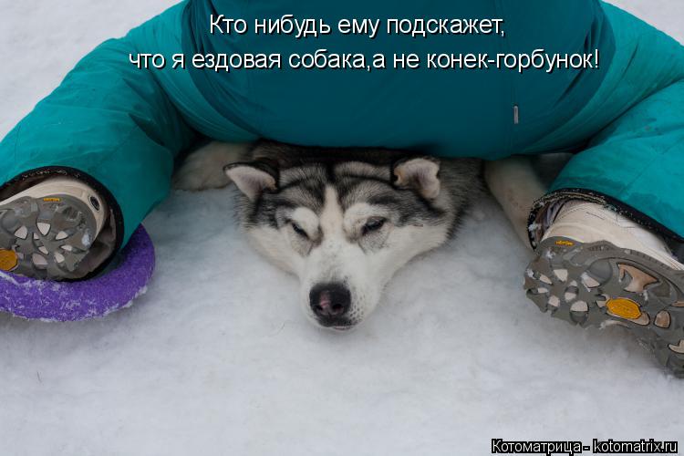 Кто нибудь ему подскажет, что я ездовая собака,а не конек-горбунок!... Котоматрица: Кто нибудь ему подскажет, что я ездовая собака,а не конек-горбунок!