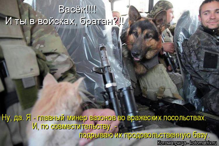 Котоматрица: Васёк!!!! И ты в войсках, братан?!! Ну, да. Я - главный минер вазонов во вражеских посольствах. И, по совместительству, -  подрываю их продовольст