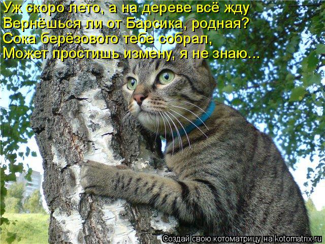Котоматрица: Уж скоро лето, а на дереве всё жду Вернёшься ли от Барсика, родная?  Сока берёзового тебе собрал, Может простишь измену, я не знаю...