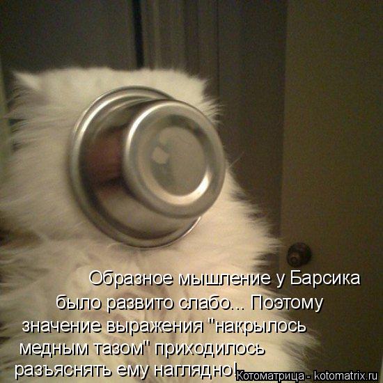 Котоматрица: Образное мышление у Барсика было развито слабо... Поэтому  значение выражения "накрылось  медным тазом" приходилось  разъяснять ему наглядн