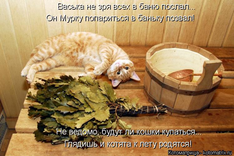 Котоматрица: Васька не зря всех в баню послал... Он Мурку попариться в баньку позвал! Глядишь и котята к лету родятся! Не ведомо, будут ли кошки купаться...