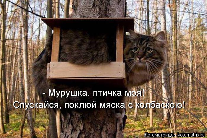 Котоматрица: - Мурушка, птичка моя!  Спускайся, поклюй мяска с колбаскою!