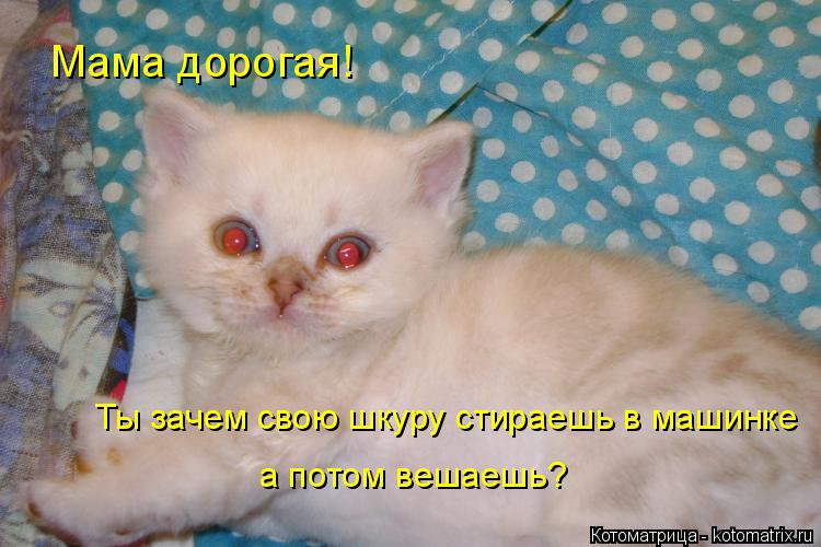 Котоматрица: Мама дорогая! Ты зачем свою шкуру стираешь в машинке  а потом вешаешь?