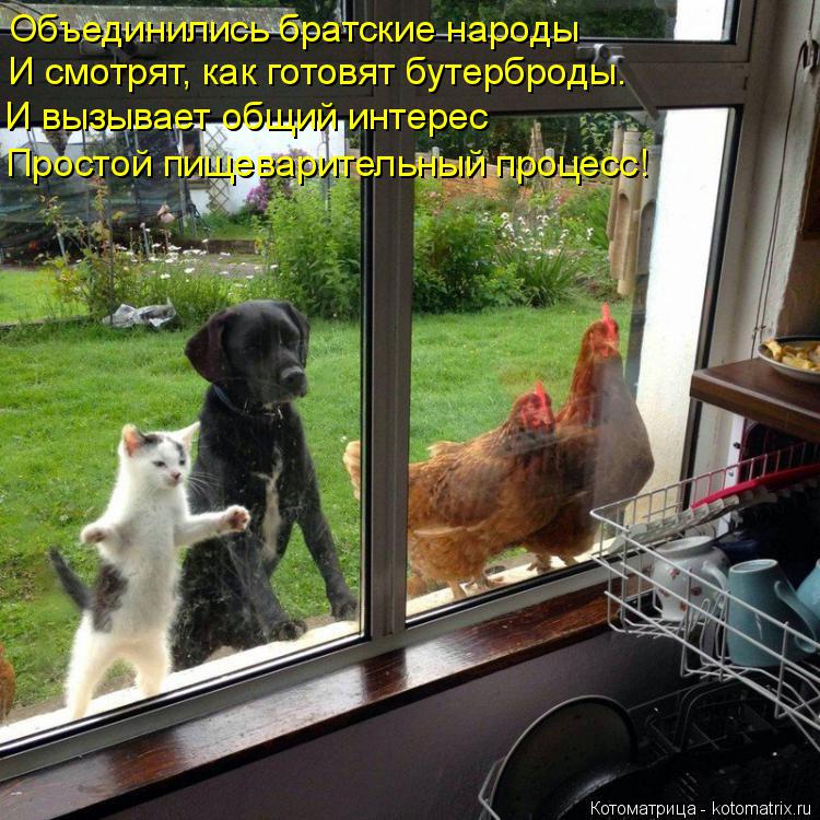 Объединились братские народы И смотрят, как готовят бутерброды. И вызывает общий интерес Простой пище... Котоматрица: Объединились братские народы И смотрят, как готовят бутерброды. И вызывает общий интерес Простой пищеварительный процесс!