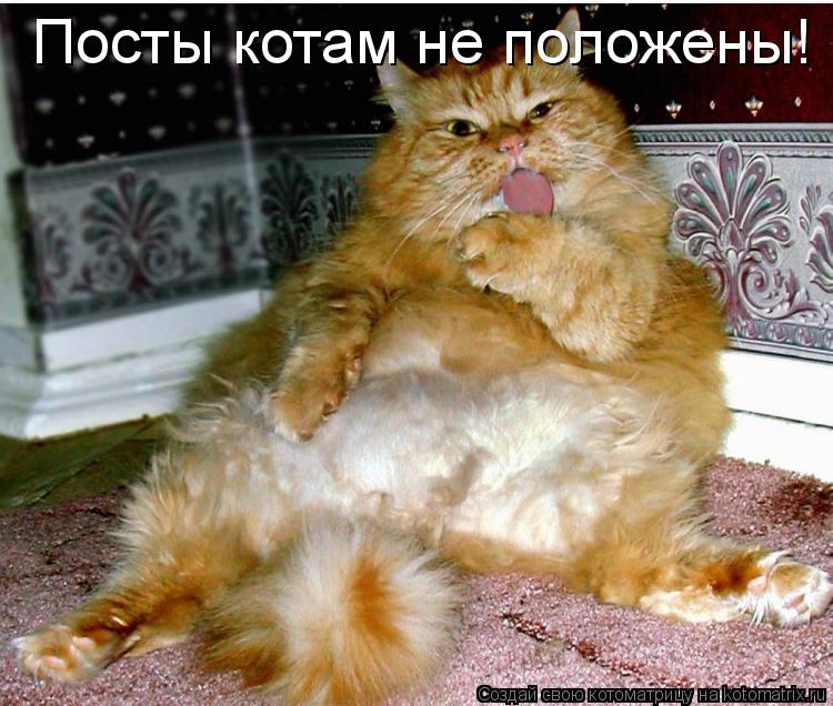 Котоматрица: Посты котам не положены!