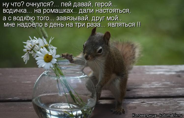 Котоматрица: ну что? очнулся?... пей давай, герой... водичка... на ромашках.. дали настояться, а с водкою того... завязывай, друг мой.. мне надоело в день на три р