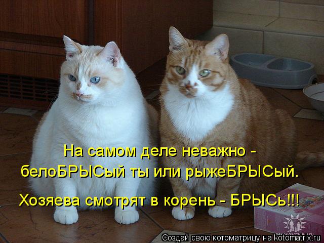 Котоматрица: На самом деле неважно -  белоБРЫСый ты или рыжеБРЫСый. Хозяева смотрят в корень - БРЫСь!!!