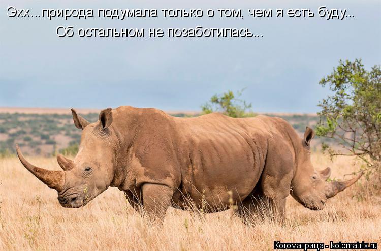 Котоматрица: Эхх...природа подумала только о том, чем я есть буду... Об остальном не позаботилась...