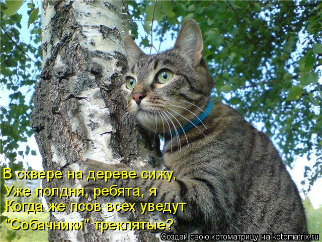 Котоматрица: В сквере на дереве сижу, Уже полдня, ребята, я Когда же псов всех уведут "Собачники" треклятые?