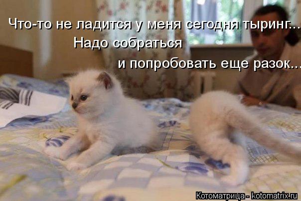 Котоматрица: Что-то не ладится у меня сегодня тыринг... Надо собраться  и попробовать еще разок...