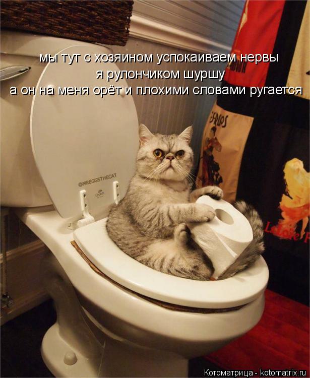 Котоматрица: мы тут с хозяином успокаиваем нервы я рулончиком шуршу а он на меня орёт и плохими словами ругается