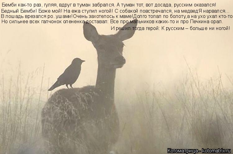 Котоматрица: Бемби как-то раз, гуляя, вдруг в туман забрался. А туман тот, вот досада, русским оказался! Бедный Бемби! Боже мой! На ежа ступил ногой! С собак