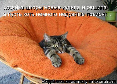 Котоматрица: хозяйка шторы новые купила и решила, а пусть хоть немного недраные повисят...