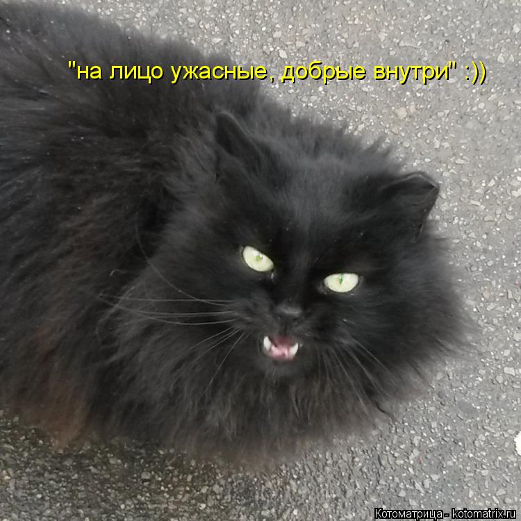 "на лицо ужасные, добрые внутри" :))... Котоматрица: "на лицо ужасные, добрые внутри" :))