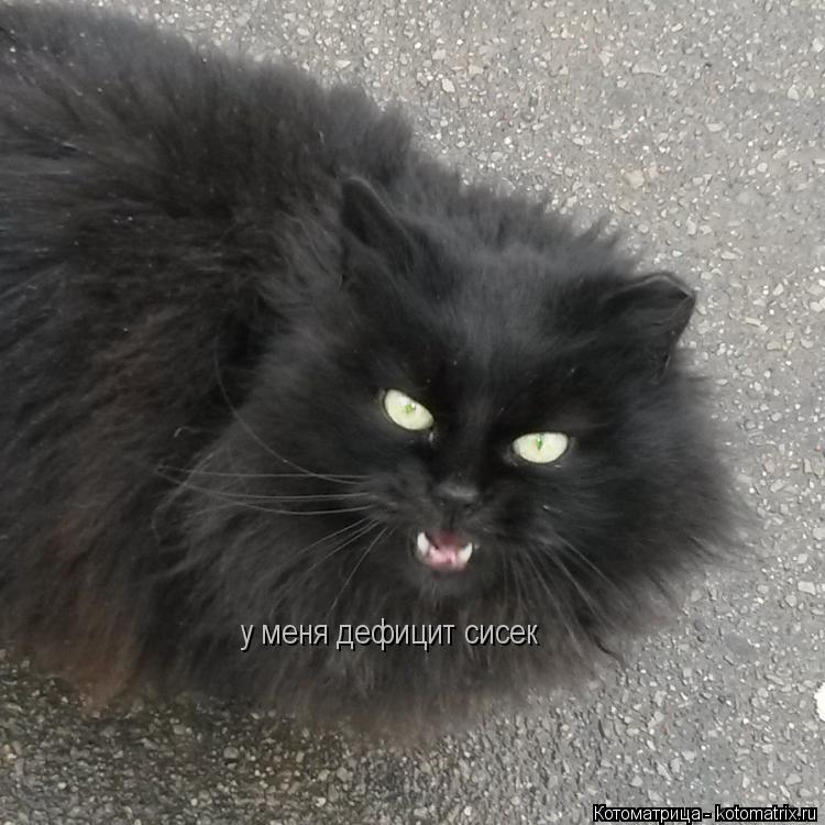 у меня дефицит сисек... Котоматрица: у меня дефицит сисек