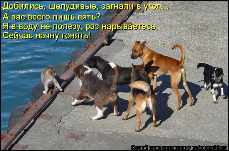 Котоматрица: Добились, шелудивые, загнали в угол... А вас всего лишь пять? Я в воду не полезу, раз нарываетесь, Сейчас начну гонять!