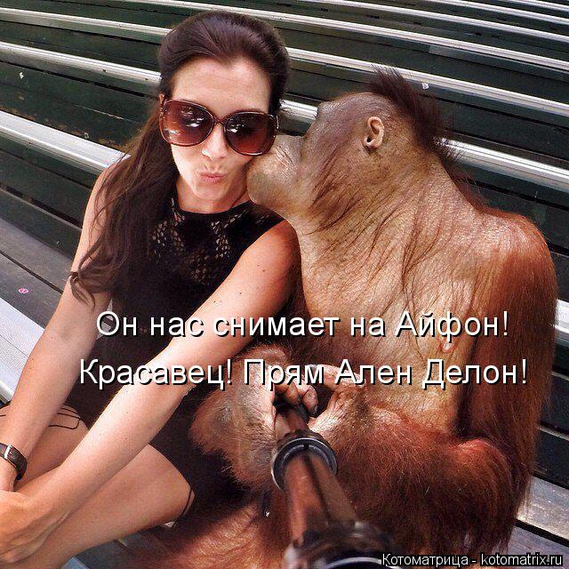 Он нас снимает на Айфон! Красавец! Прям Ален Делон!... Котоматрица: Он нас снимает на Айфон! Красавец! Прям Ален Делон!