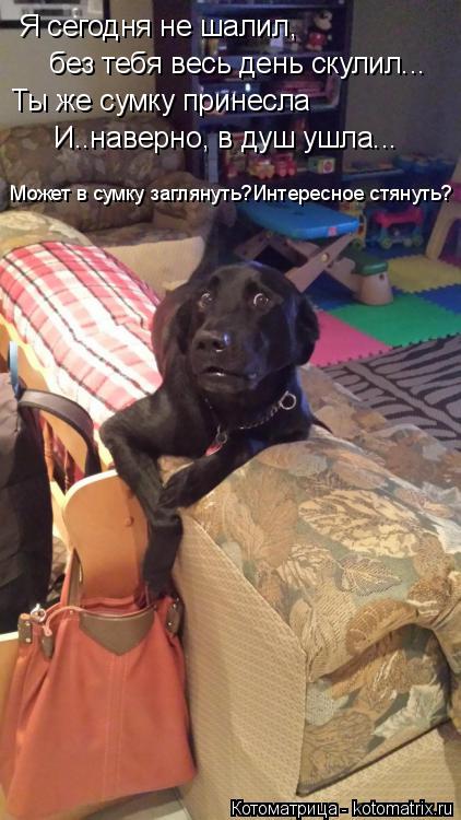 Я сегодня не шалил, без тебя весь день скулил... Ты же сумку принесла И..наверно, в душ ушла... Може... Котоматрица: Я сегодня не шалил, без тебя весь день скулил... Ты же сумку принесла И..наверно, в душ ушла... Может в сумку заглянуть?Интересное стянуть?
