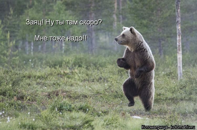 Заяц! Ну ты там скоро? Мне тоже надо!!... Котоматрица: Заяц! Ну ты там скоро? Мне тоже надо!!