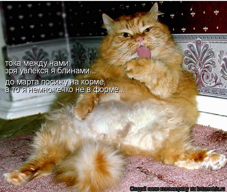 тока между нами: зря увлёкся я блинами... до марта посижу на корме, а то я немножечко не в форме...... Котоматрица: тока между нами: зря увлёкся я блинами... до марта посижу на корме, а то я немножечко не в форме...