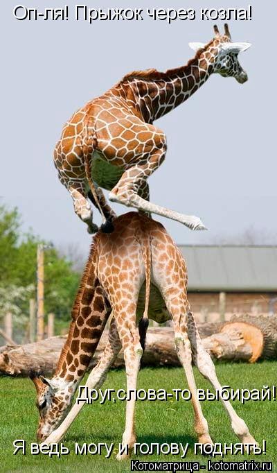 Оп-ля! Прыжок через козла! Друг,слова-то выбирай! Я ведь могу и голову поднять!... Котоматрица: Оп-ля! Прыжок через козла! Друг,слова-то выбирай! Я ведь могу и голову поднять!