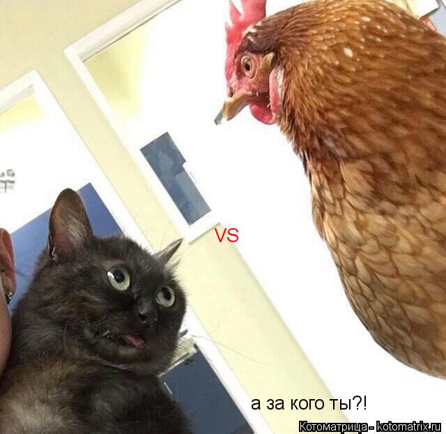VS а за кого ты?!... Котоматрица: VS а за кого ты?!
