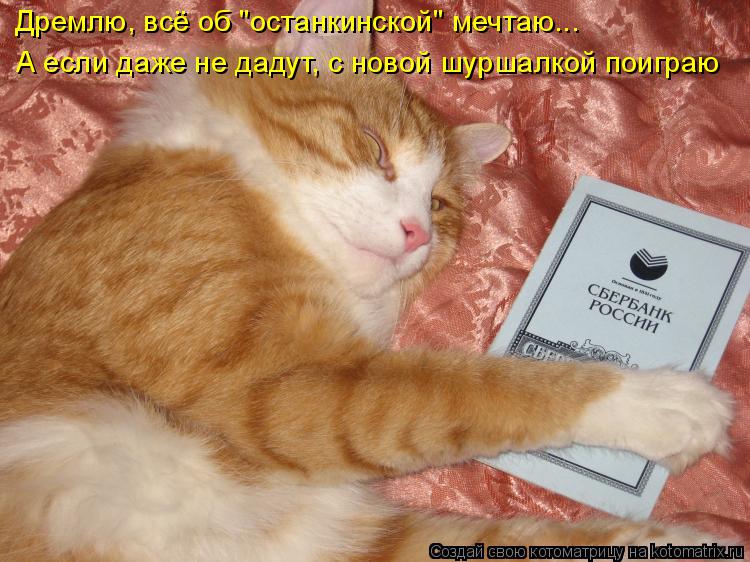 Котоматрица: Дремлю, всё об "останкинской" мечтаю... А если даже не дадут, с новой шуршалкой поиграю