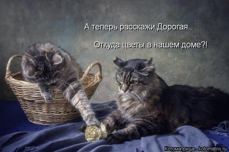 А теперь расскажи,Дорогая.. Откуда цветы в нашем доме?!... Котоматрица: А теперь расскажи,Дорогая.. Откуда цветы в нашем доме?!