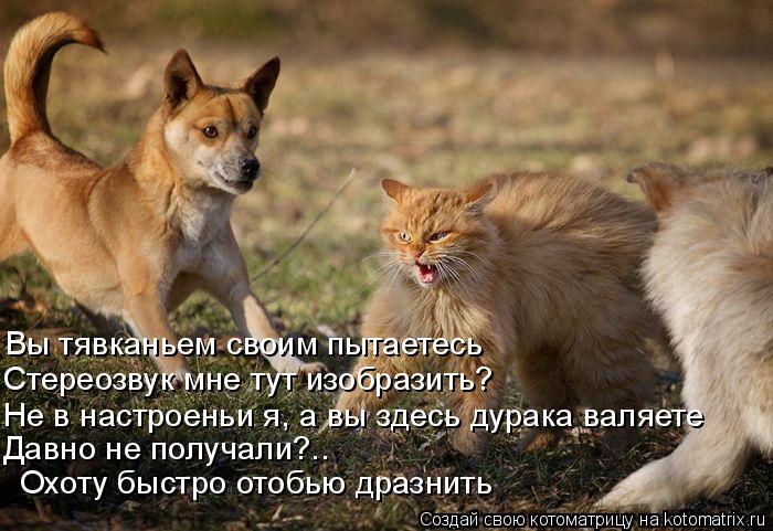 Котоматрица: Вы тявканьем своим пытаетесь Стереозвук мне тут изобразить? Не в настроеньи я, а вы здесь дурака валяете  Давно не получали?.. Охоту быстро о
