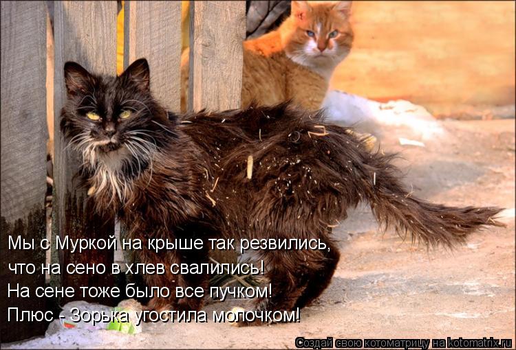 Мы с Муркой на крыше так резвились, что на сено в хлев свалились! На сене тоже было все пучком! Плюс ... Котоматрица: Мы с Муркой на крыше так резвились, что на сено в хлев свалились! На сене тоже было все пучком! Плюс - Зорька угостила молочком!