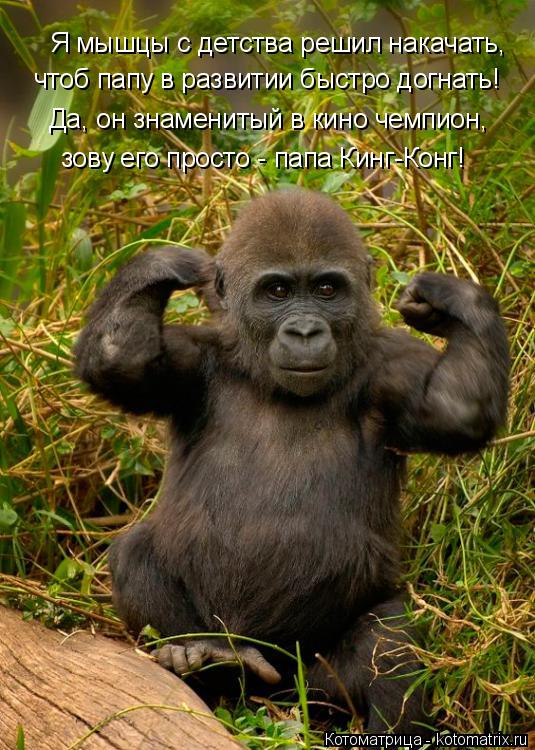 Котоматрица: Я мышцы с детства решил накачать, чтоб папу в развитии быстро догнать! Да, он знаменитый в кино чемпион, зову его просто - папа Кинг-Конг!