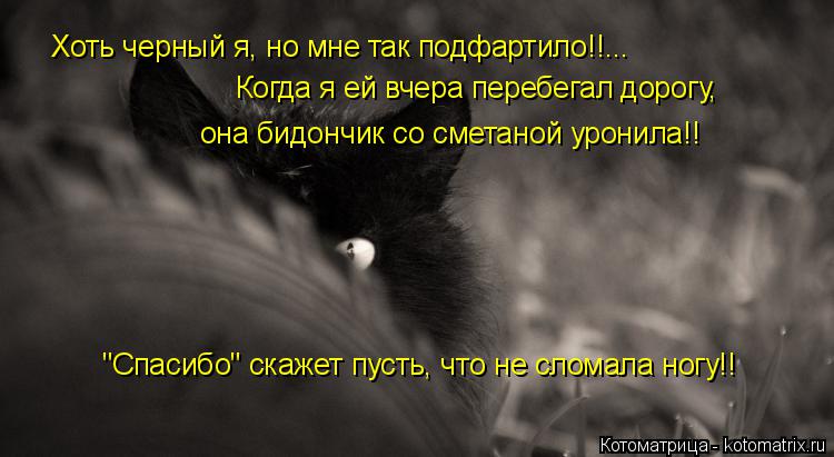 Хоть черный я, но мне так подфартило!!... Когда я ей вчера перебегал дорогу, она бидончик со сметаной... Котоматрица: Хоть черный я, но мне так подфартило!!... Когда я ей вчера перебегал дорогу, она бидончик со сметаной уронила!! "Спасибо" скажет пусть, что не сл