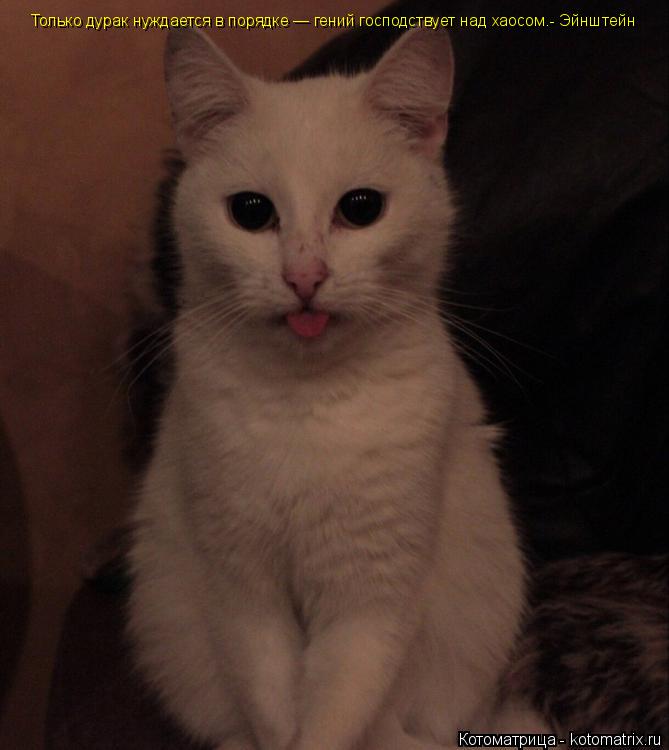 Только дурак нуждается в порядке — гений господствует над хаосом.- Эйнштейн... Котоматрица: Только дурак нуждается в порядке — гений господствует над хаосом.- Эйнштейн