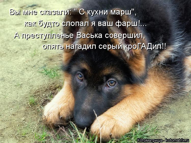 Вы мне сказали: " С кухни марш", как будто слопал я ваш фарш!... А преступленье Васька совершил, опят... Котоматрица: Вы мне сказали: " С кухни марш", как будто слопал я ваш фарш!... А преступленье Васька совершил, опять нагадил серый кроГАДил!!