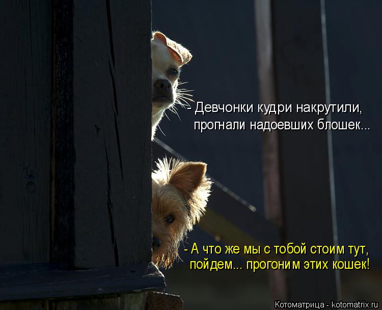 - Девчонки кудри накрутили, прогнали надоевших блошек... - А что же мы с тобой стоим тут, пойдем... п... Котоматрица: - Девчонки кудри накрутили, прогнали надоевших блошек... - А что же мы с тобой стоим тут, пойдем... прогоним этих кошек!