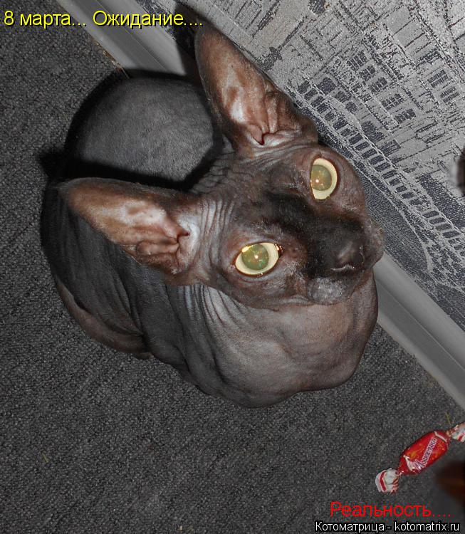 8 марта... Ожидание.... Реальность....... Котоматрица: 8 марта... Ожидание.... Реальность....
