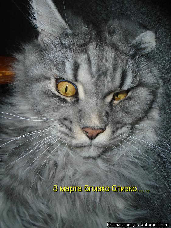 8 марта близко близко......... Котоматрица: 8 марта близко близко......