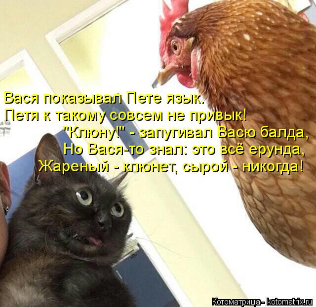 Вася показывал Пете язык. Петя к такому совсем не привык! "Клюну!" - запугивал Васю балда, Но Вася-то... Котоматрица: Вася показывал Пете язык. Петя к такому совсем не привык! "Клюну!" - запугивал Васю балда, Но Вася-то знал: это всё ерунда, Жареный - клюнет, сыр