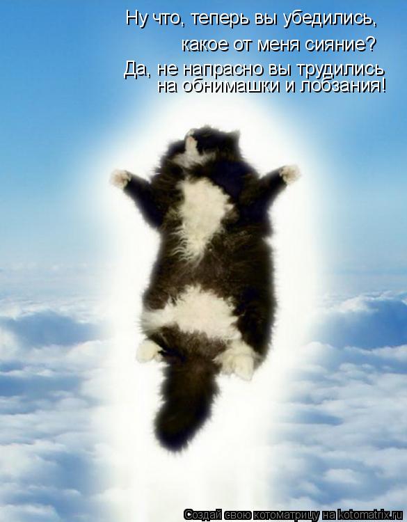 Ну что, теперь вы убедились, какое от меня сияние? Да, не напрасно вы трудились на обнимашки и лобз... Котоматрица: Ну что, теперь вы убедились, какое от меня сияние? Да, не напрасно вы трудились на обнимашки и лобзания!