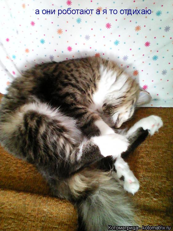 а они роботают а я то отдихаю... Котоматрица: а они роботают а я то отдихаю