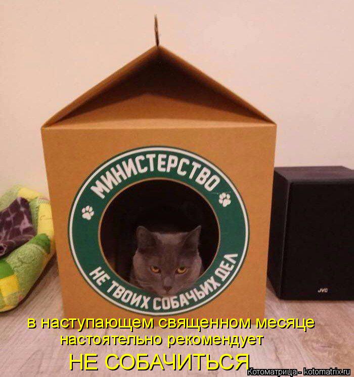 в наступающем священном месяце настоятельно рекомендует НЕ СОБАЧИТЬСЯ... Котоматрица: в наступающем священном месяце настоятельно рекомендует НЕ СОБАЧИТЬСЯ