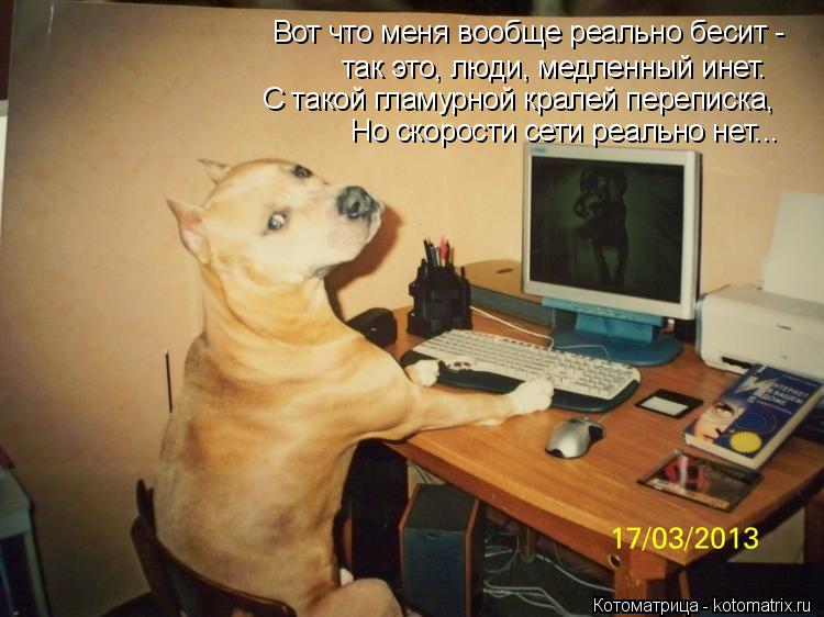 Вот что меня вообще реально бесит - так это, люди, медленный инет. С такой гламурной кралей переписк... Котоматрица: Вот что меня вообще реально бесит - так это, люди, медленный инет. С такой гламурной кралей переписка, Но скорости сети реально нет...