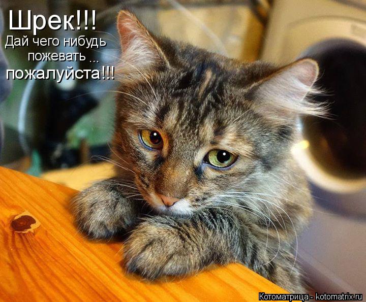 Шрек!!! Дай чего нибудь пожевать ... пожалуйста!!!... Котоматрица: Шрек!!! Дай чего нибудь пожевать ... пожалуйста!!!