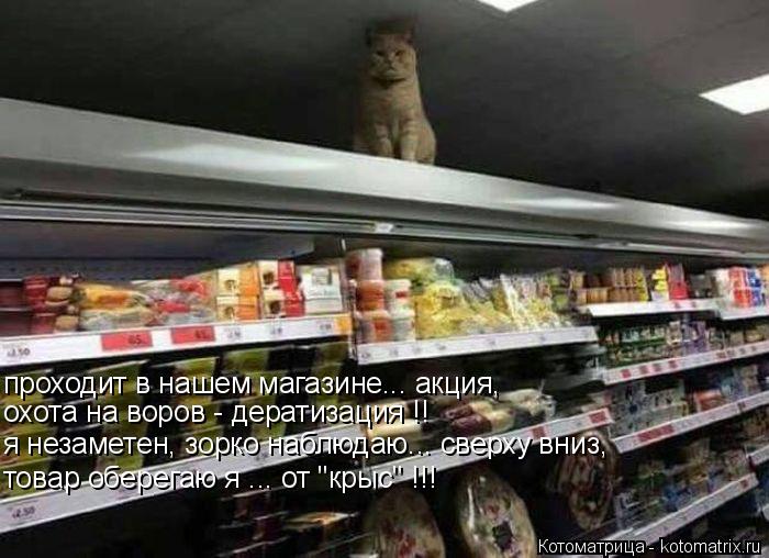 проходит в нашем магазине... акция, охота на воров - дератизация !! я незаметен, зорко наблюдаю... св... Котоматрица: проходит в нашем магазине... акция, охота на воров - дератизация !! я незаметен, зорко наблюдаю... сверху вниз, товар оберегаю я ... от "крыс" !!!
