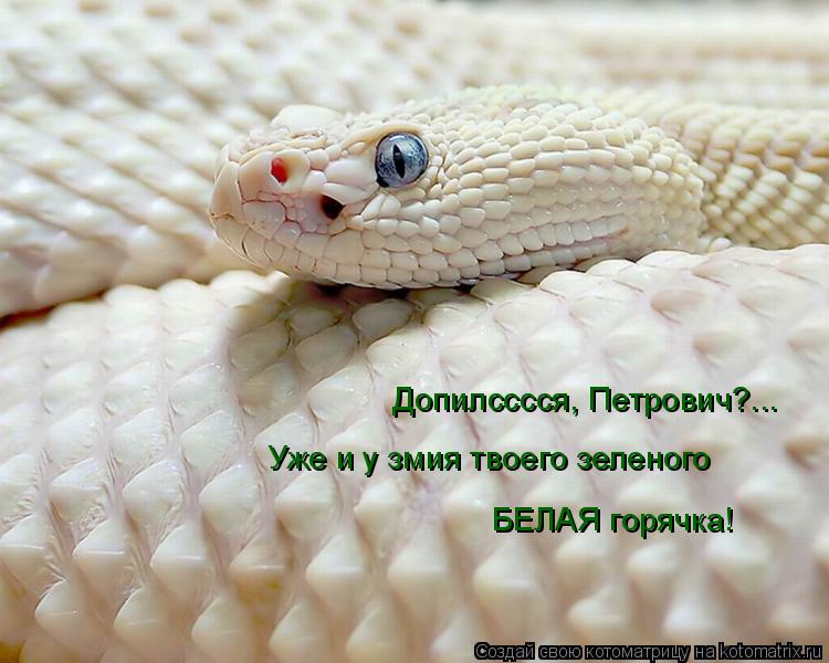 Допилсссся, Петрович?... Уже и у змия твоего зеленого БЕЛАЯ горячка!... Котоматрица: Допилсссся, Петрович?... Уже и у змия твоего зеленого БЕЛАЯ горячка!