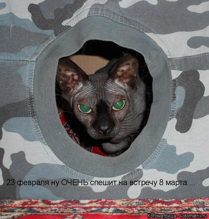 23 февраля ну ОЧЕНЬ спешит на встречу 8 марта....... Котоматрица: 23 февраля ну ОЧЕНЬ спешит на встречу 8 марта....